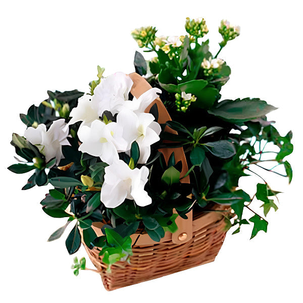 Panier de plantes fleuries