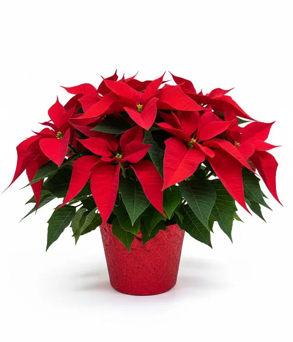 Deluxe Poinsettia Basket Fleur Concept