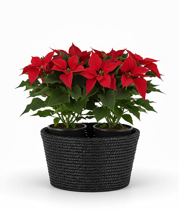 Elegant Poinsettia Basket Fleur Concept