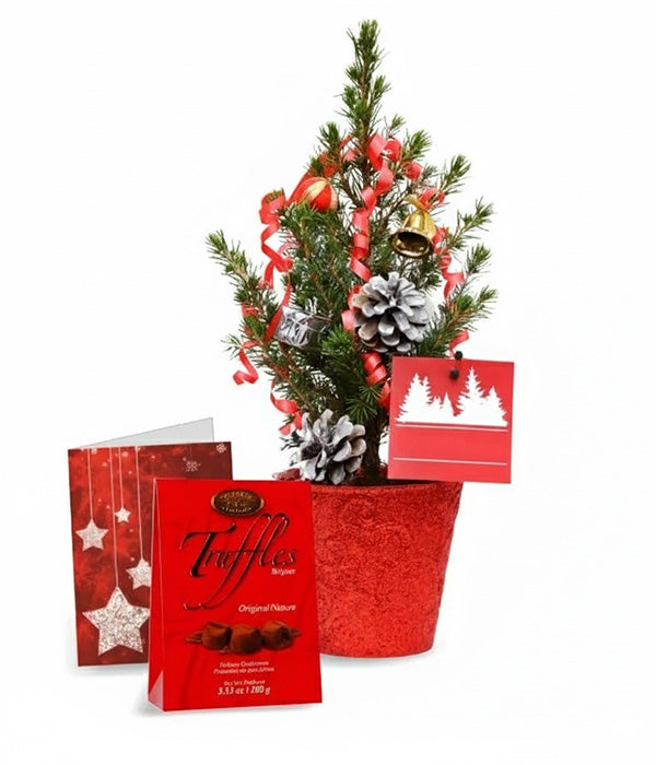 Live Mini Christmas Tree II Fleur Concept