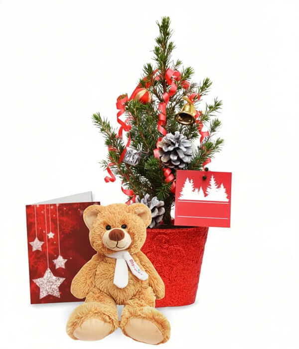 Live Mini Christmas Tree III Fleur Concept