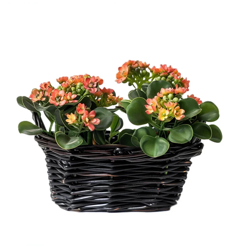 Kalanchoe Harmony Fleur Concept