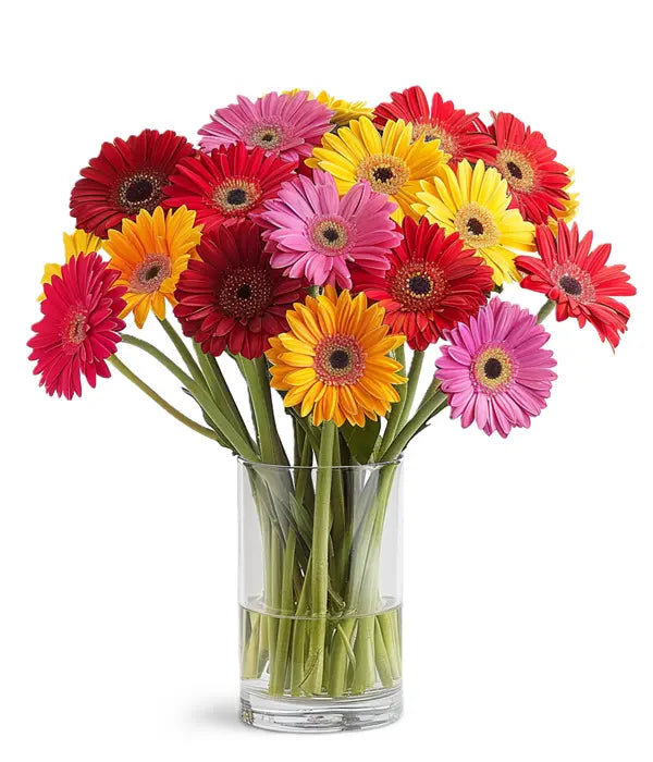 Classic Rainbow Gerbera Bouquet Fleur Concept