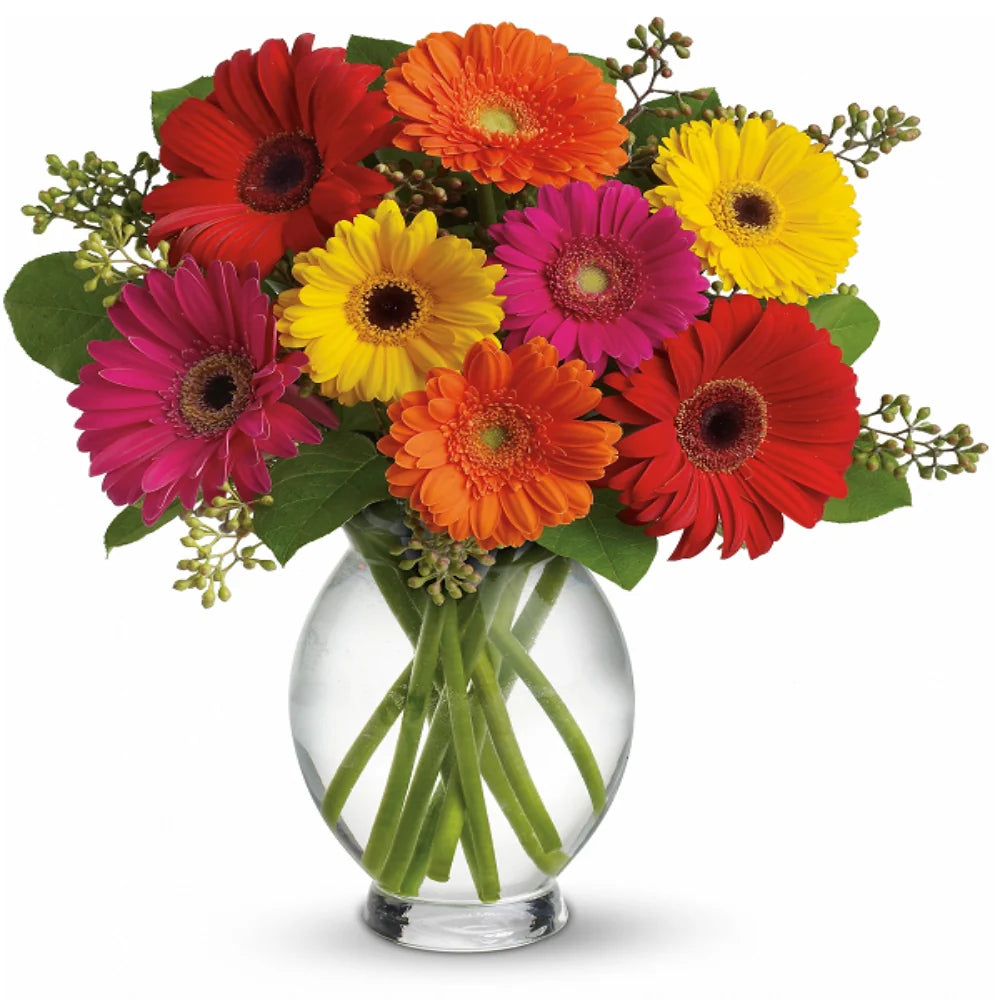 Gerber Brights Fleur Concept
