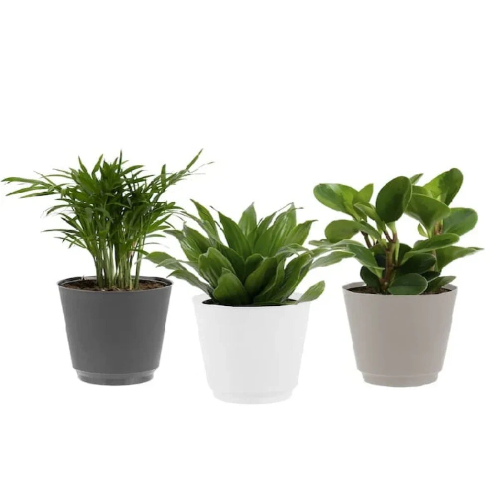 Assorted Tropical Plants Fleur Concept