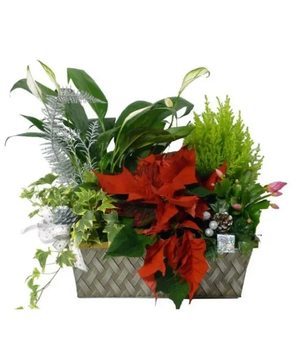 Seasons Greetings Planter Basket Fleur Concept