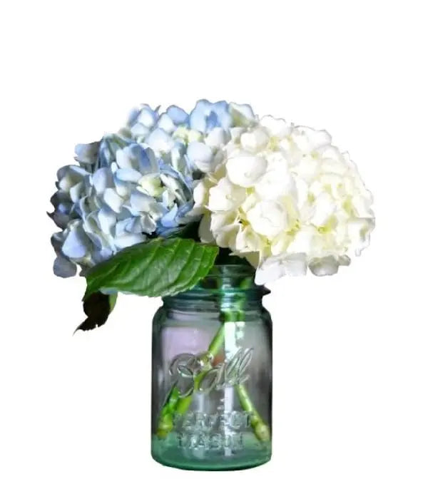 Hydrangea in Mason Jar Fleur Concept