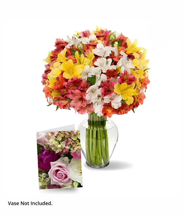 100 alstroemeria flowers I