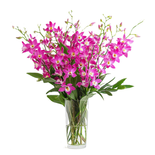 Mother's Day 50 Orchid Flowers