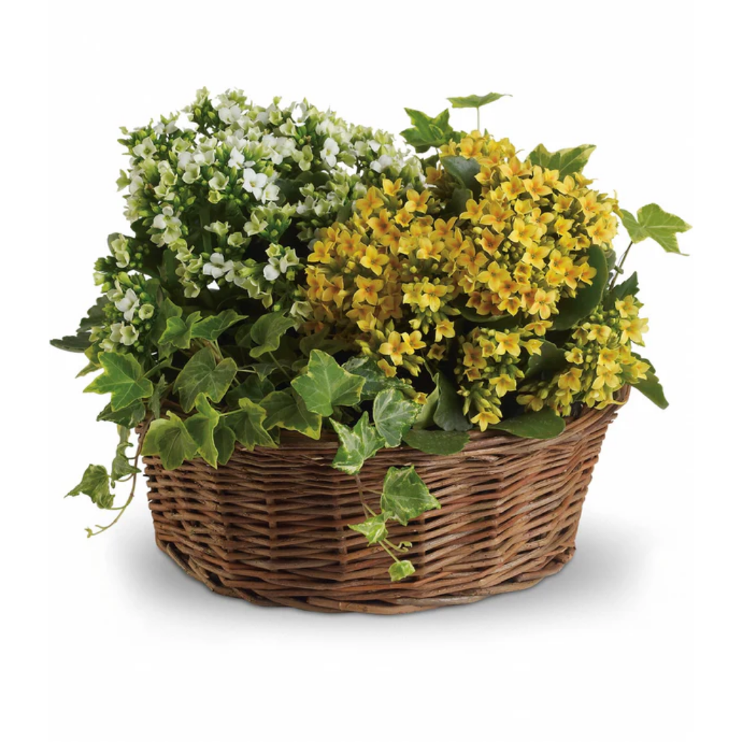 Panier de Planteur Abondant