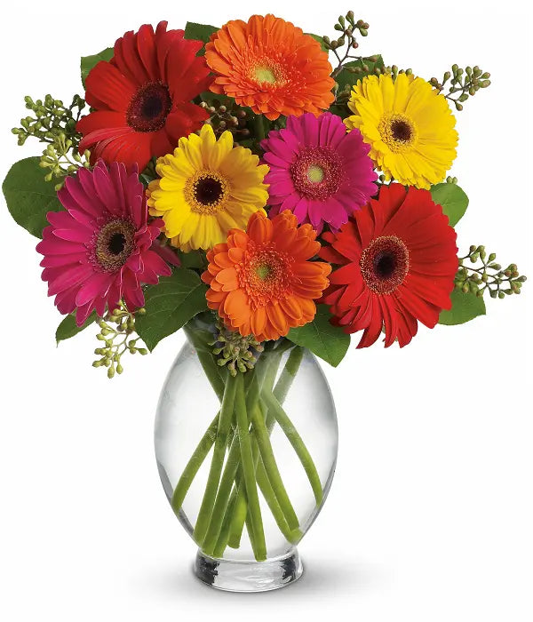 Gerber Brights Fleur Concept