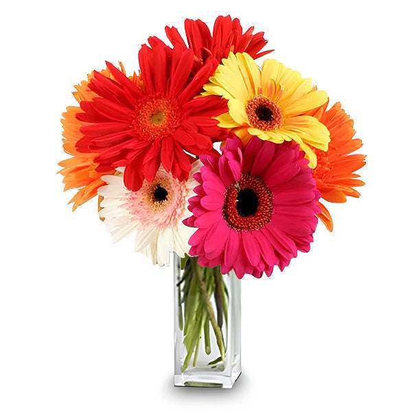 Beautiful Gerberas