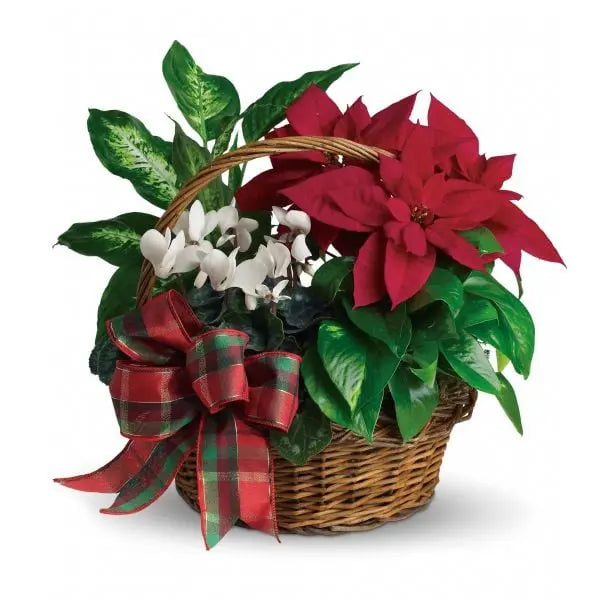 Holiday Poinsettia Basket Fleur Concept