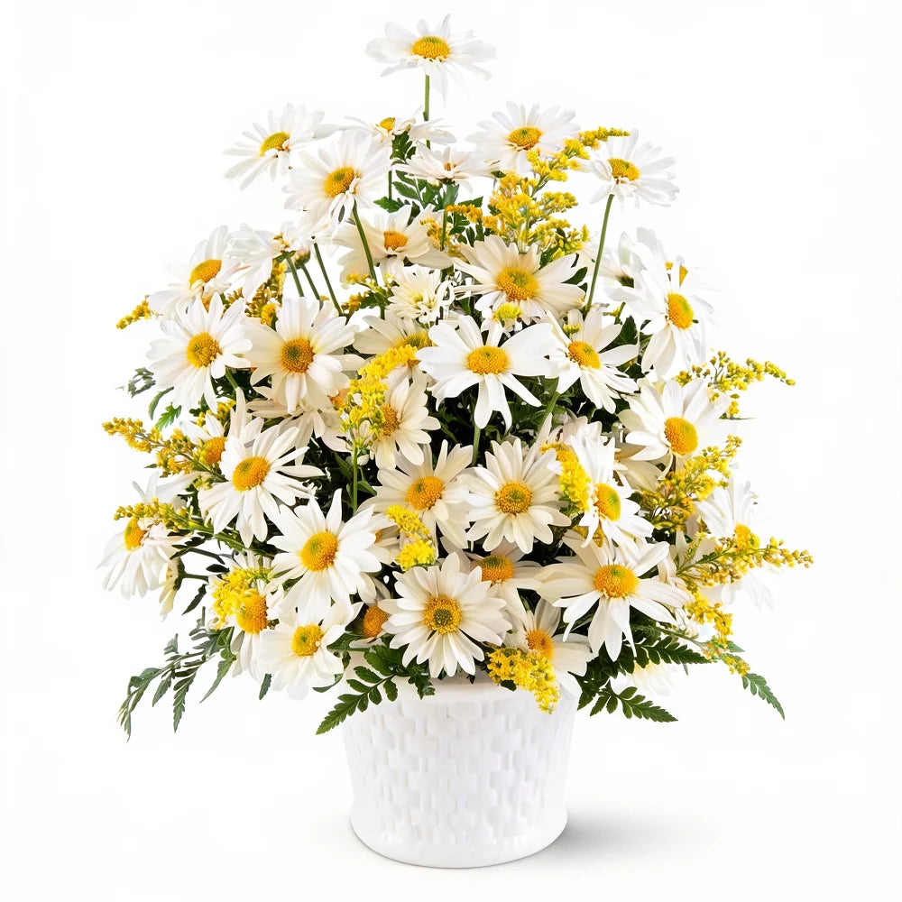 Voyage of the Doves Fleur Concept