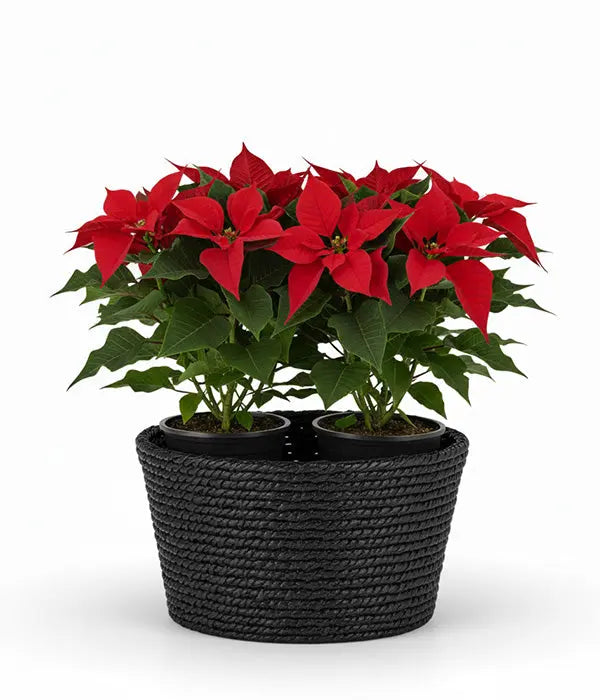 Elegant Poinsettia Basket Fleur Concept