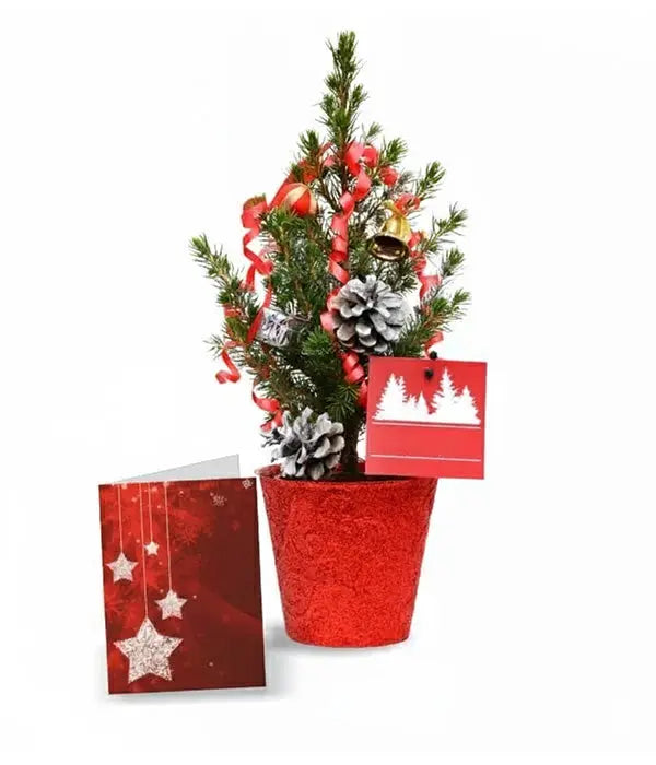Live Mini Christmas Tree I Fleur Concept