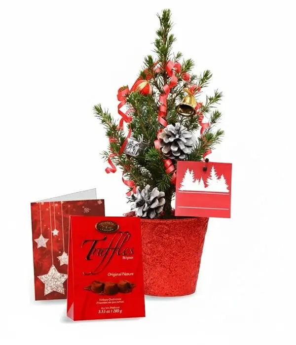 Live Mini Christmas Tree II Fleur Concept