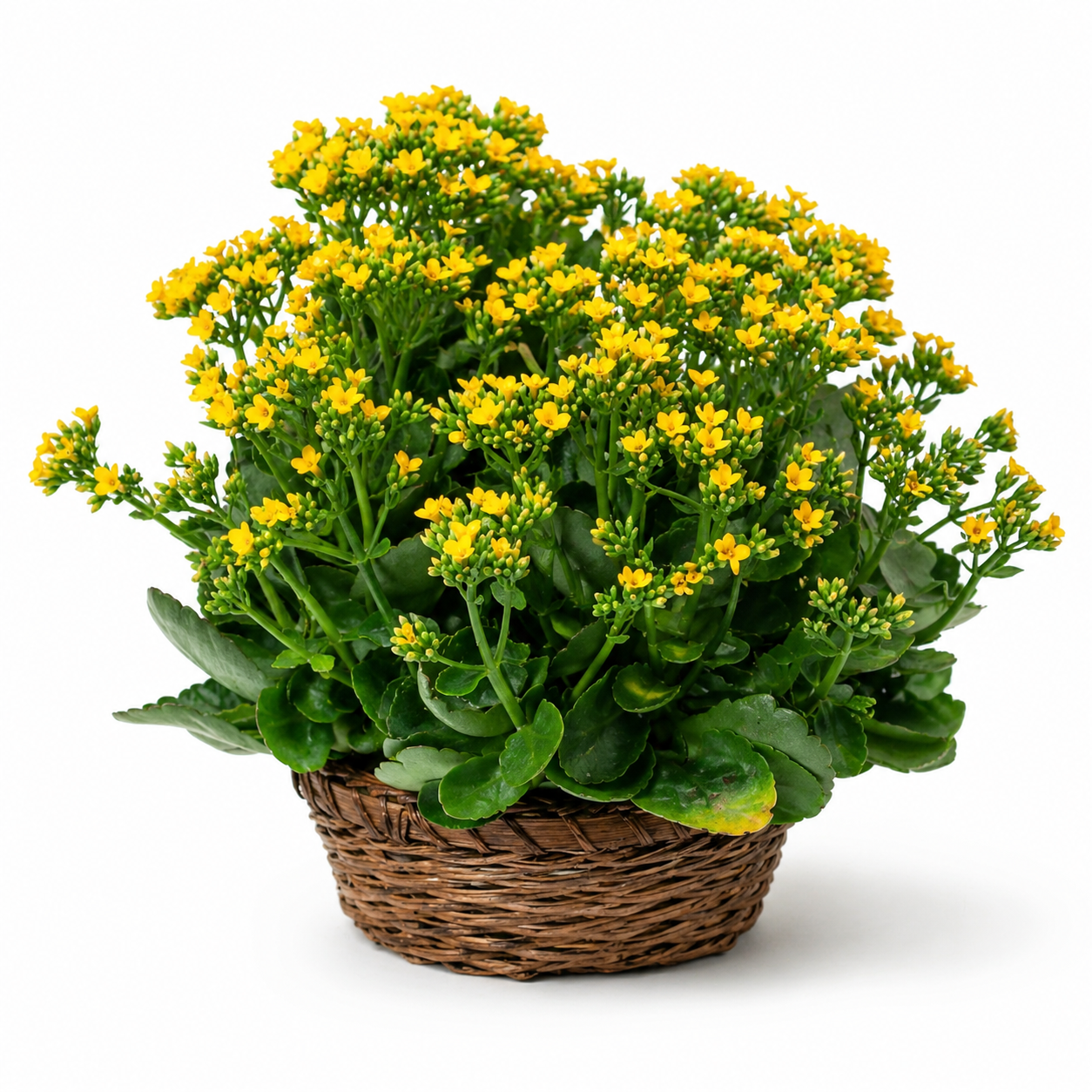 Blooming Kalanchoe Fleur Concept