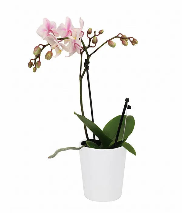 Phalaenopsis Potted Orchid Fleur Concept