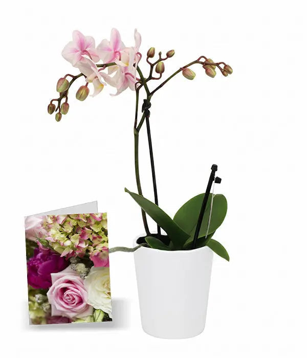 Phalaenopsis Potted Orchid with Card Fleur Concept