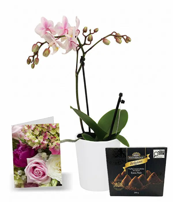 Phalaenopsis Potted Orchid with Card & Truffles Fleur Concept