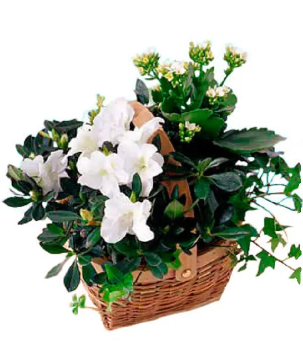 White Blooming Planter Basket Fleur Concept