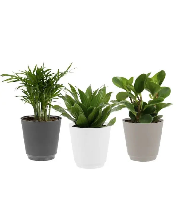 Assorted Tropical Plants Fleur Concept