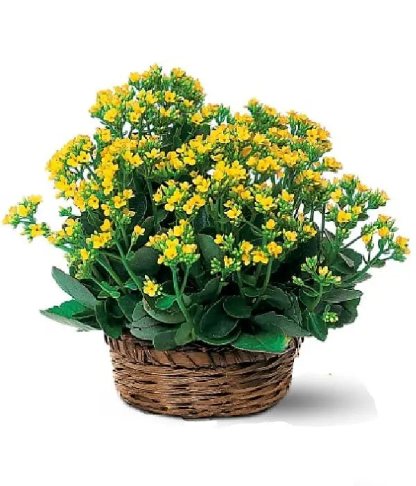 Blooming Kalanchoe Fleur Concept