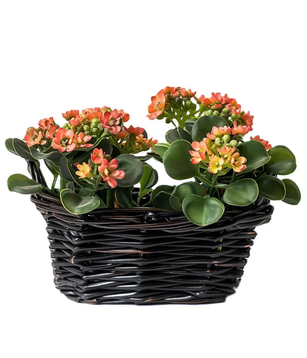 Kalanchoe Harmony Fleur Concept