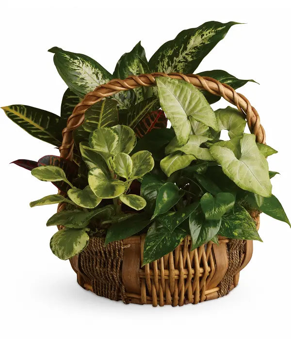 Plantapalooza I Fleur Concept