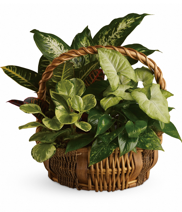 Plantapalooza I Fleur Concept