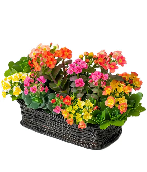 Plantapalooza IV Fleur Concept