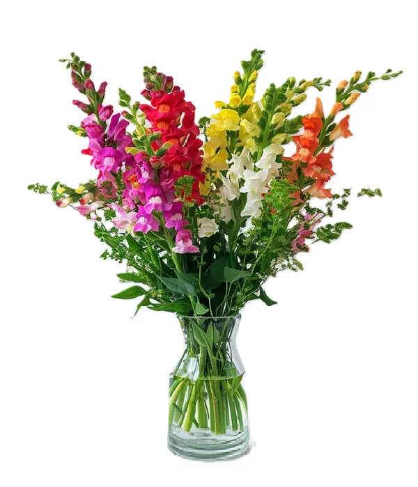 Super Snapdragons Fleur Concept
