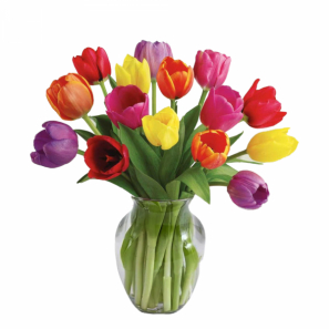 15 Tulipes Multicolores buy at Fleur Quebec