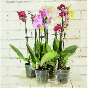 Orchidées Phalaenopsis